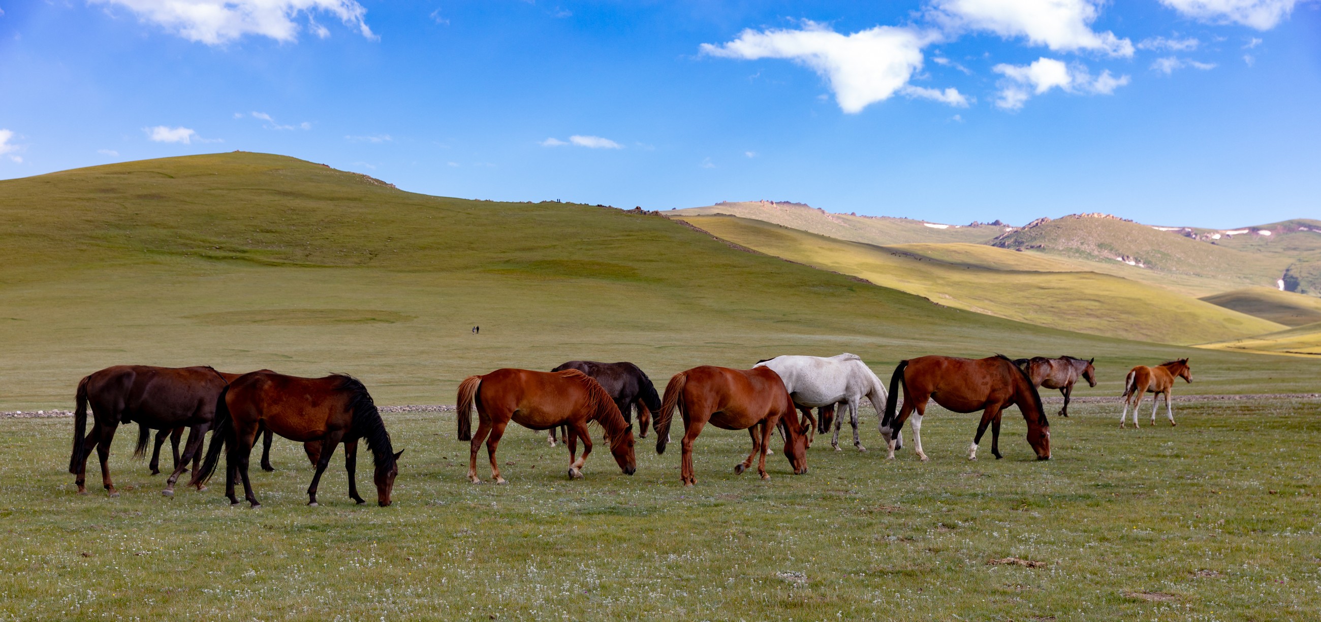 Horses on a Kyrgyz mountain pasture